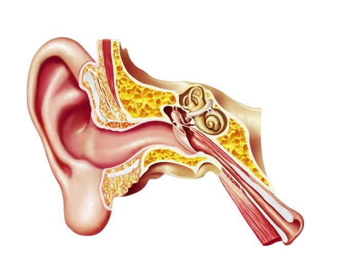 anatomy of the ear